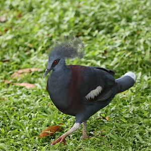 Western Crowned Pigeon
