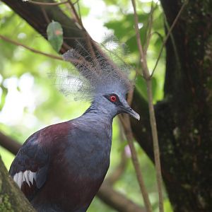 Western Crowned Pigeon