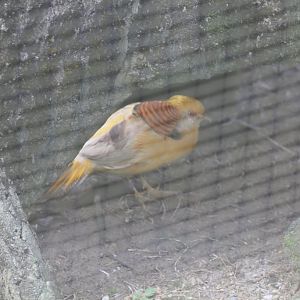 Yellow Golden Pheasant