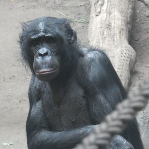 Male Bonobo 'Joey'