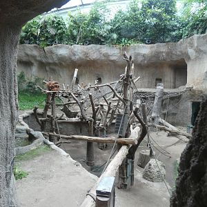 Sumatran Orangutan Indoors