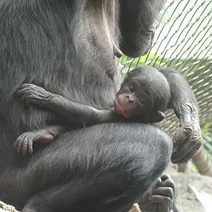 4 day old Bonobo