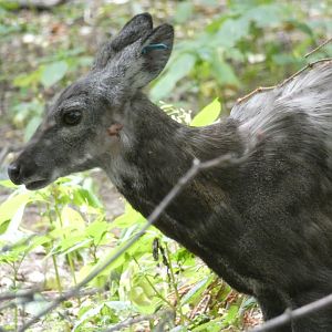 Siberian Musk Deer