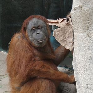 Female Sumatran Orang-utan 'Pini'