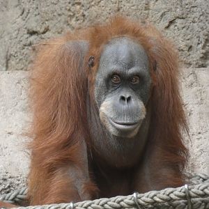 Female Sumatran Orang-utan 'Dokana'