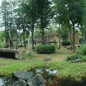 Outdoor Sumatran Orang-utan enclosure