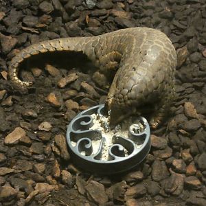 Chinese Pangolin feeding