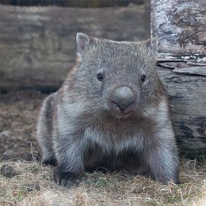 Common wombat : Hamerton : 18 May 2018