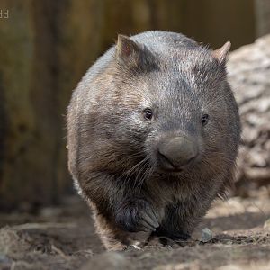 Common wombat : Hamerton : 18 May 2018
