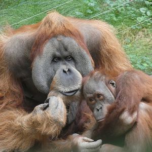 Male Sumatran Orangutans 'Bimbo' & 'Suaq'