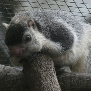 Sri Lankan Giant Squirrel