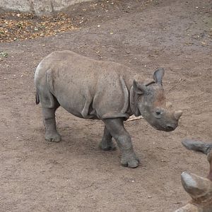 Eastern Black Rhin calf 'Sudan'