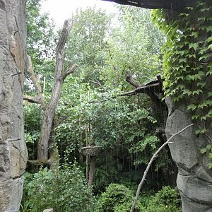 Ural Owl exhibit