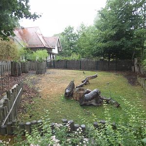 Lowland Anoa enclosure