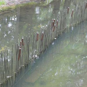 Dividing barrier in pond