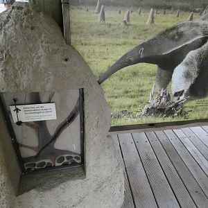 Giant Anteater Educational Signage in new South America exhibit