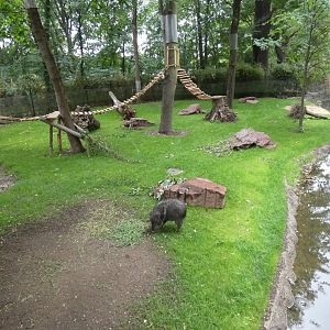 Chacoan Peccary and White-nosed Coati enclosure in new South America exhibit