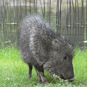 Chacoan Peccary in new South America exhibit