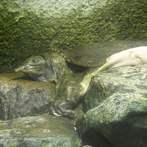 Spiny Softshell Tortoise