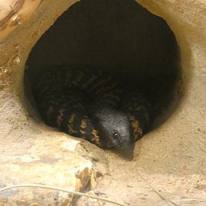 Ring-necked Spitting Cobra
