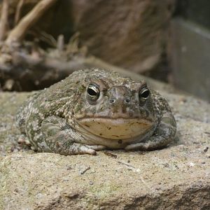 Great Plains Toad