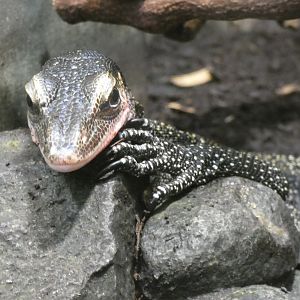 Peach-throated Monitor
