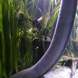 Electric Eel