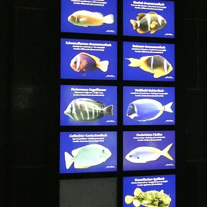 Aquarium Signage Style