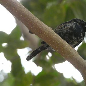 Blue-Black Grassquit