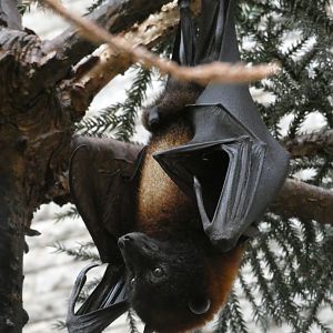 Vietnamese Small Flying Fox