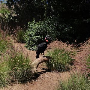 Abyssinian Ground Hornbill at African Outpost - My First Us Zoo Trip