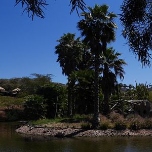 Colobus Island at African Outpost - My First US Zoo Trip
