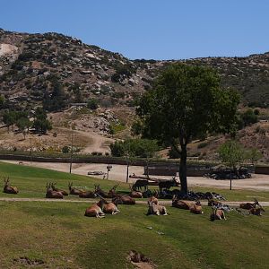 Common Eland Herd in the African Plains - My First US Zoo Trip
