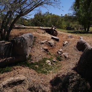 Lion Camp - My First US Zoo Trip