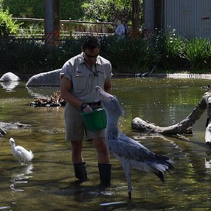 Shoebill Stork Swallowing a Fish - My First US Zoo Trip