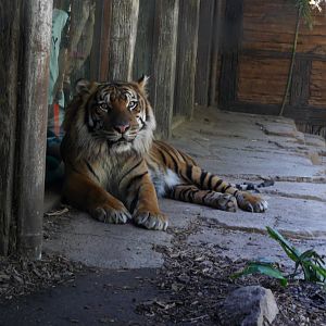 Sumatran Tiger at Tiger Trail - My First Us Zoo Trip