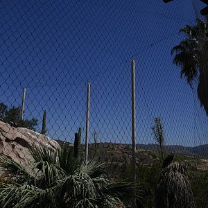 California Condors at Condor Ridge - My First US Zoo Trip