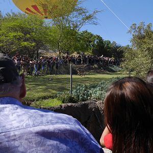Cheetah Run - My First US Zoo Trip