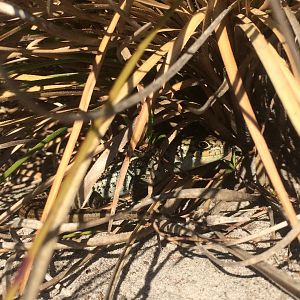 Bull Skink (Liopholis multiscutata)