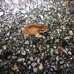 Quacking Frog (Crinia georgiana)