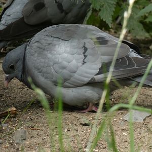Stock Pigeon