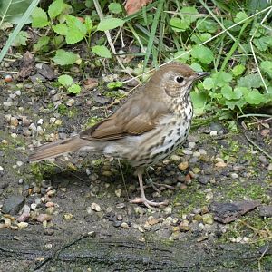 Song Thrush