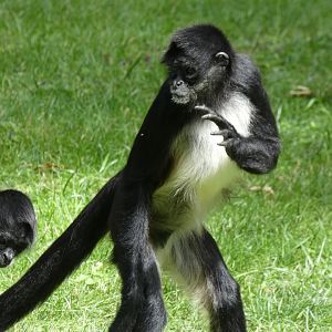 Mexican Spider Monkey