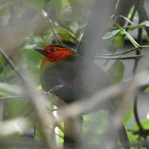 Scarlet-faced Liocichla