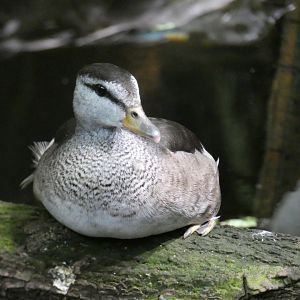 Cotton Pygmy Goose