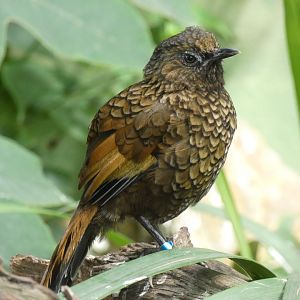 Barred Laughingthrush