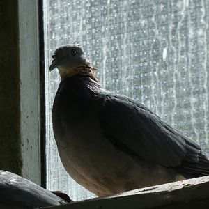 Bar-tailed Cuckoo-Dove