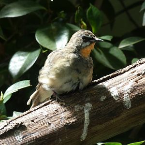 Siberian Ruby-throat