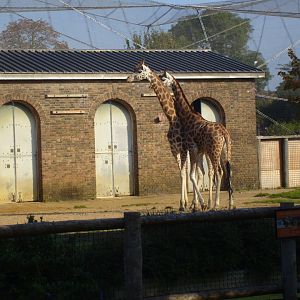 Giraffes at the Cotton Terraces