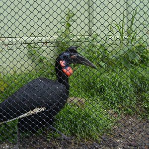 Southern Ground Hornbill (June 2008)